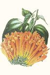 Paxton Tropicals II-Paxton-Art Print