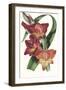 Paxton Tropicals II-Paxton-Framed Art Print