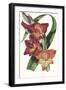 Paxton Tropicals II-Paxton-Framed Art Print