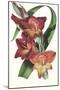 Paxton Tropicals II-Paxton-Mounted Art Print