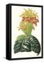 Paxton Tropicals III-Paxton-Framed Stretched Canvas