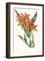 Paxton Tropicals IV-Paxton-Framed Art Print