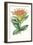 Paxton Tropicals IX-Paxton-Framed Art Print