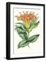 Paxton Tropicals IX-Paxton-Framed Art Print