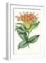 Paxton Tropicals IX-Paxton-Framed Art Print