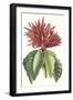 Paxton Tropicals VI-Paxton-Framed Art Print