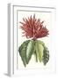 Paxton Tropicals VI-Paxton-Framed Art Print