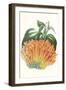 Paxton Tropicals VII-Paxton-Framed Art Print