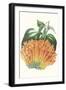 Paxton Tropicals VII-Paxton-Framed Art Print