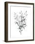 Paynes Grey Botanicals I-Emma Scarvey-Framed Art Print