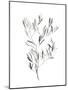 Paynes Grey Botanicals IV-Emma Scarvey-Mounted Art Print