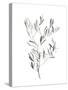 Paynes Grey Botanicals IV-Emma Scarvey-Stretched Canvas