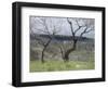 Paysage des Abruzzes-Francesco Paolo Michetti-Framed Giclee Print