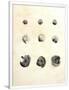 Gramercy White