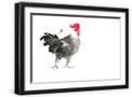 Black Frame