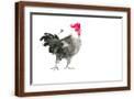 Brown Frame