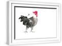 White Frame