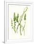 Gramercy White