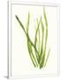 Gramercy White
