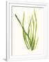 Gramercy White