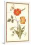 Pd.109-1973.F.50 Austrian Briar Rose and Mandragora (W/C & Gouache on Vellum)-Nicolas Robert-Framed Giclee Print
