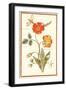 Pd.109-1973.F.50 Austrian Briar Rose and Mandragora (W/C & Gouache on Vellum)-Nicolas Robert-Framed Giclee Print