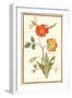 Pd.109-1973.F.50 Austrian Briar Rose and Mandragora (W/C & Gouache on Vellum)-Nicolas Robert-Framed Giclee Print