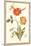 Pd.109-1973.F.50 Austrian Briar Rose and Mandragora (W/C & Gouache on Vellum)-Nicolas Robert-Mounted Giclee Print