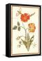 Pd.109-1973.F.50 Austrian Briar Rose and Mandragora (W/C & Gouache on Vellum)-Nicolas Robert-Framed Stretched Canvas