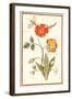 Pd.109-1973.F.50 Austrian Briar Rose and Mandragora (W/C & Gouache on Vellum)-Nicolas Robert-Framed Giclee Print