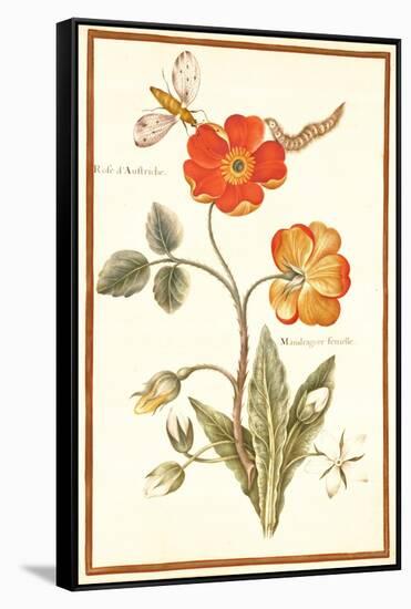 Pd.109-1973.F.50 Austrian Briar Rose and Mandragora (W/C & Gouache on Vellum)-Nicolas Robert-Framed Stretched Canvas