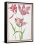 Pd.109-1973.F14 Three 'Broken' Tulips-Nicolas Robert-Framed Stretched Canvas