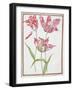 Pd.109-1973.F14 Three 'Broken' Tulips-Nicolas Robert-Framed Giclee Print