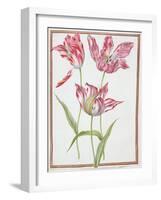 Pd.109-1973.F14 Three 'Broken' Tulips-Nicolas Robert-Framed Giclee Print