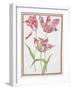 Pd.109-1973.F14 Three 'Broken' Tulips-Nicolas Robert-Framed Giclee Print