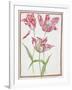 Pd.109-1973.F14 Three 'Broken' Tulips-Nicolas Robert-Framed Giclee Print