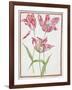 Pd.109-1973.F14 Three 'Broken' Tulips-Nicolas Robert-Framed Giclee Print