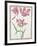 Pd.109-1973.F14 Three 'Broken' Tulips-Nicolas Robert-Framed Giclee Print