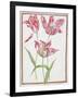 Pd.109-1973.F14 Three 'Broken' Tulips-Nicolas Robert-Framed Giclee Print