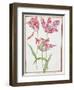 Pd.109-1973.F14 Three 'Broken' Tulips-Nicolas Robert-Framed Giclee Print