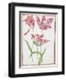 Pd.109-1973.F14 Three 'Broken' Tulips-Nicolas Robert-Framed Giclee Print