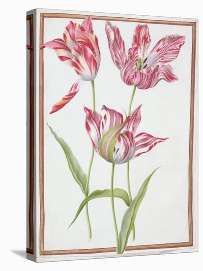 Pd.109-1973.F14 Three 'Broken' Tulips-Nicolas Robert-Stretched Canvas
