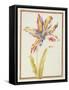 Pd.109-1973.F19 a Multicoloured 'Broken' Tulip-Nicolas Robert-Framed Stretched Canvas