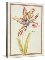 Pd.109-1973.F19 a Multicoloured 'Broken' Tulip-Nicolas Robert-Stretched Canvas