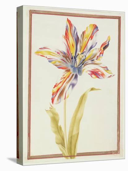 Pd.109-1973.F19 a Multicoloured 'Broken' Tulip-Nicolas Robert-Stretched Canvas