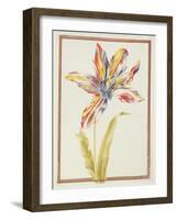 Pd.109-1973.F19 a Multicoloured 'Broken' Tulip-Nicolas Robert-Framed Giclee Print