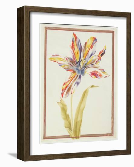 Pd.109-1973.F19 a Multicoloured 'Broken' Tulip-Nicolas Robert-Framed Giclee Print
