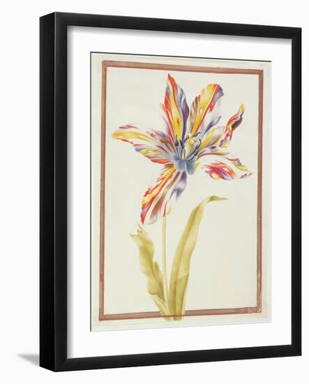 Pd.109-1973.F19 a Multicoloured 'Broken' Tulip-Nicolas Robert-Framed Giclee Print