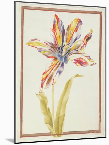 Pd.109-1973.F19 a Multicoloured 'Broken' Tulip-Nicolas Robert-Mounted Giclee Print