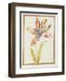 Pd.109-1973.F19 a Multicoloured 'Broken' Tulip-Nicolas Robert-Framed Giclee Print